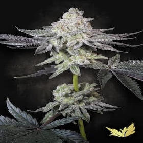 Emerald Envy > Paradise Seeds